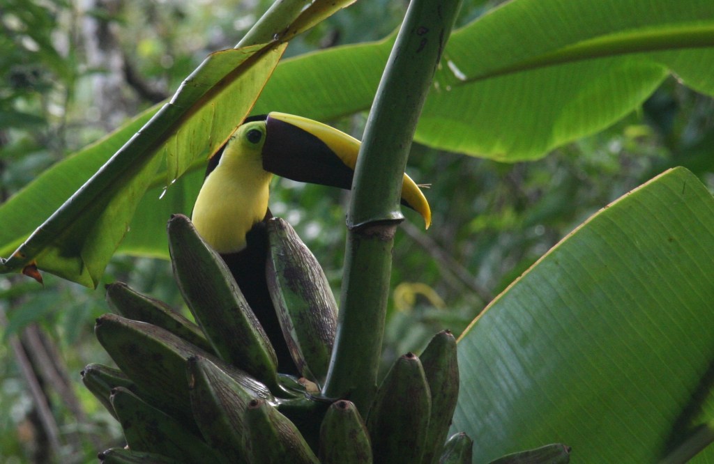 _costarica_drakebay_piratecove_toucan1