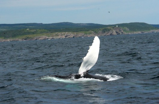 IMG_0142_awesome_waving_whale_2