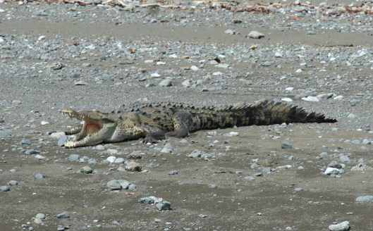 IMG_0735_costarica_drakebay_corcovado2_croc3open