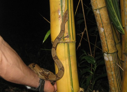 IMG_1880_costarica_drakebay_nighttour_boahandbamboo