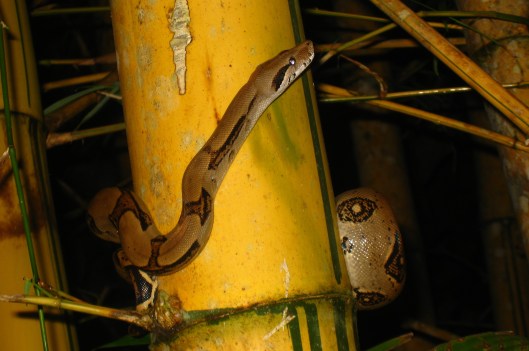 IMG_1902_costarica_drakebay_nighttour_boabamboo3