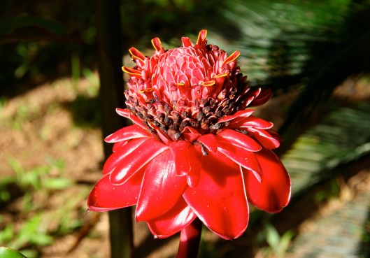 IMG_0807_costarica_drakebay_day4_redflower1