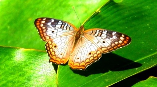 IMG_0810_costarica_drakebay_day4_butterfly1B