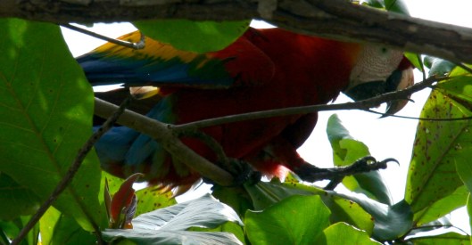 IMG_0823_costarica_drakebay_day4_scarletmacaw2