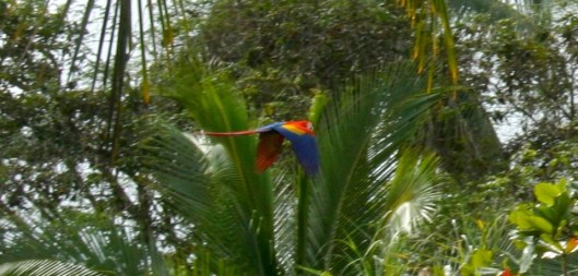 IMG_0829_costarica_drakebay_day4_scarletmacawflying2B