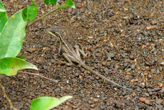 IMG_0844_costarica_drakebay_day4_lizard2