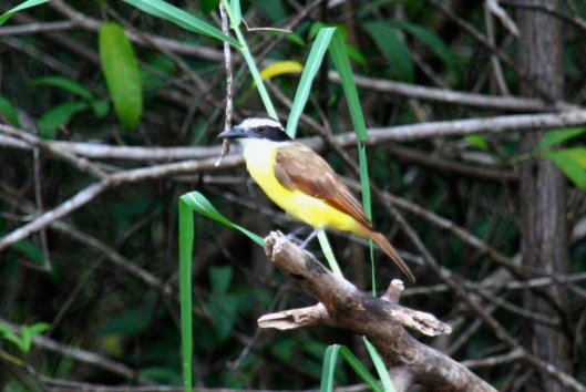 IMG_0916_costarica_drakebay_day4_socialflycatcheryellow4B